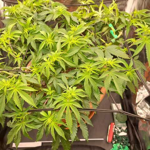 Gorilla Sherbet  growlog timeline photo