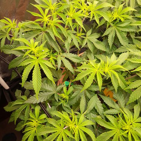 Gorilla Sherbet  growlog timeline photo