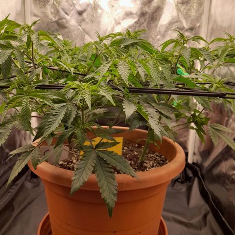 Gorilla Sherbet  growlog timeline photo