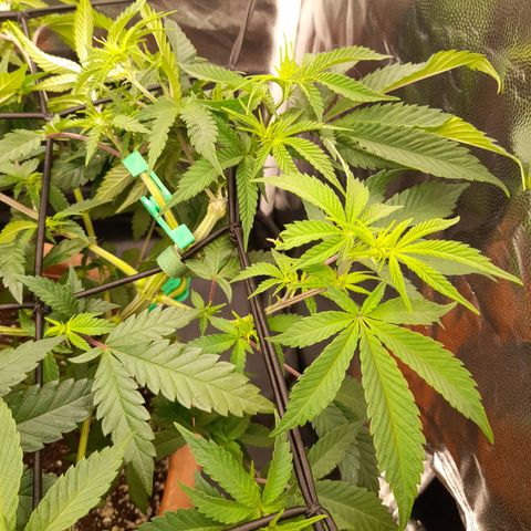 Gorilla Sherbet  growlog timeline photo