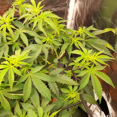 Gorilla Sherbet  growlog timeline photo