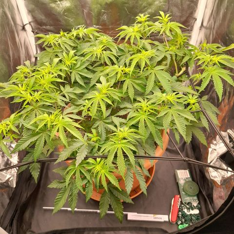 Gorilla Sherbet  growlog timeline photo