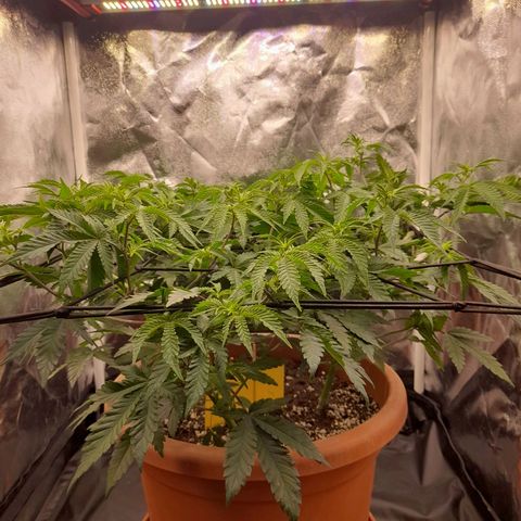 Gorilla Sherbet  growlog timeline photo