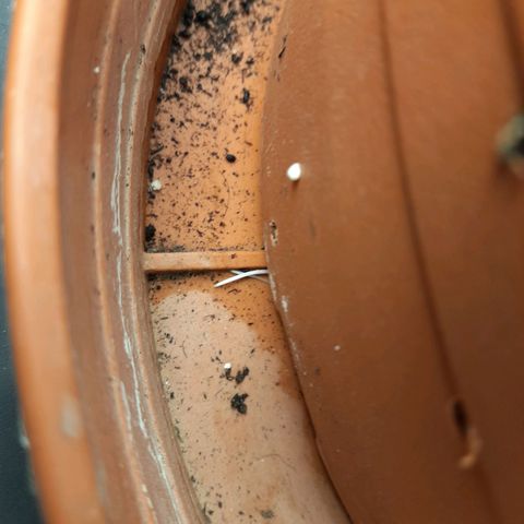 Gorilla Sherbet  growlog timeline photo