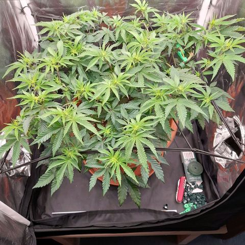 Gorilla Sherbet  growlog timeline photo