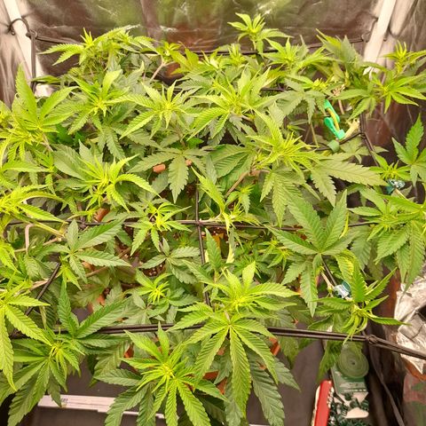 Gorilla Sherbet  growlog timeline photo