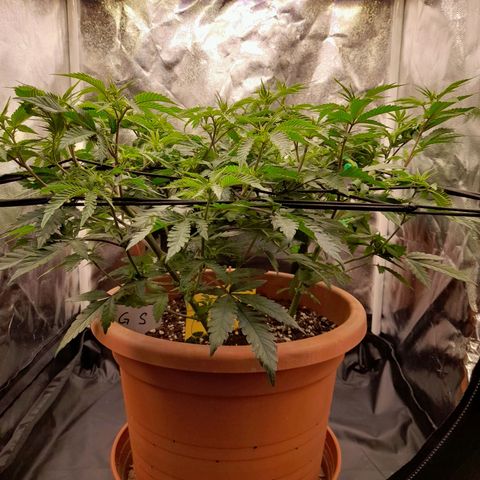 Gorilla Sherbet  growlog timeline photo