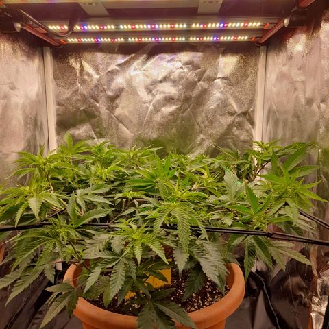 Gorilla Sherbet  growlog timeline photo