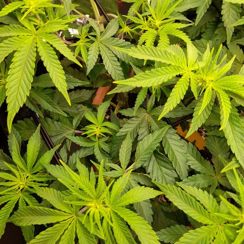 Gorilla Sherbet  growlog timeline photo