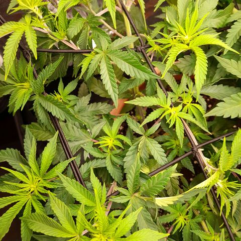 Gorilla Sherbet  growlog timeline photo