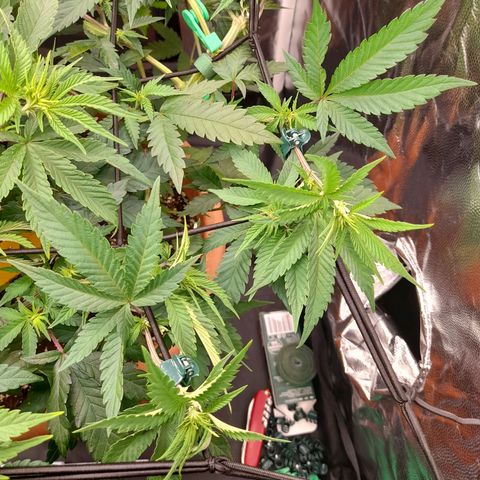 Gorilla Sherbet  growlog timeline photo