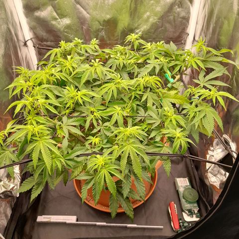 Gorilla Sherbet  growlog timeline photo