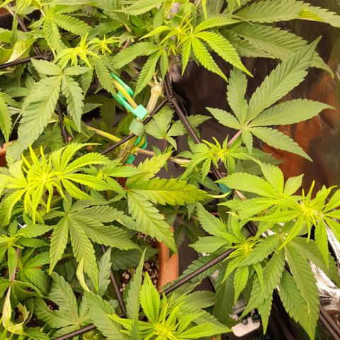 Gorilla Sherbet  growlog timeline photo