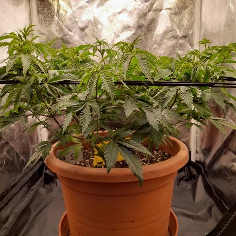 Gorilla Sherbet  growlog timeline photo