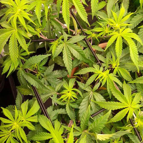 Gorilla Sherbet  growlog timeline photo