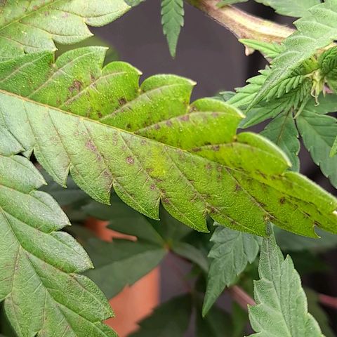 Gorilla Sherbet  growlog timeline photo