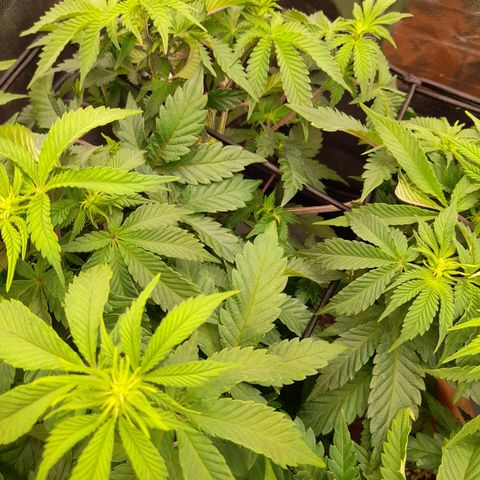 Gorilla Sherbet  growlog timeline photo