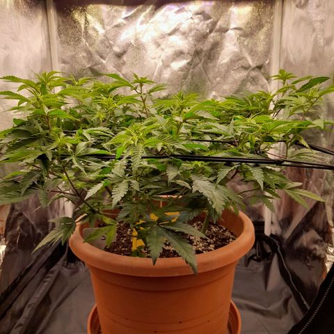 Gorilla Sherbet  growlog timeline photo