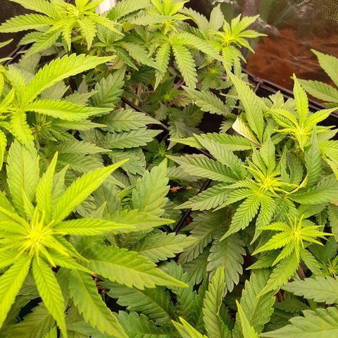 Gorilla Sherbet  growlog timeline photo