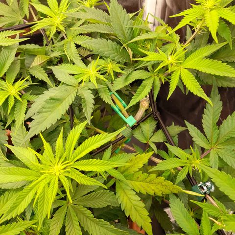 Gorilla Sherbet  growlog timeline photo