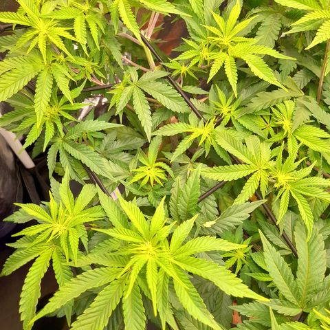 Gorilla Sherbet  growlog timeline photo