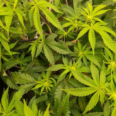 Gorilla Sherbet  growlog timeline photo