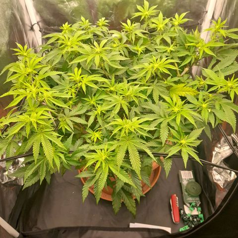 Gorilla Sherbet  growlog timeline photo