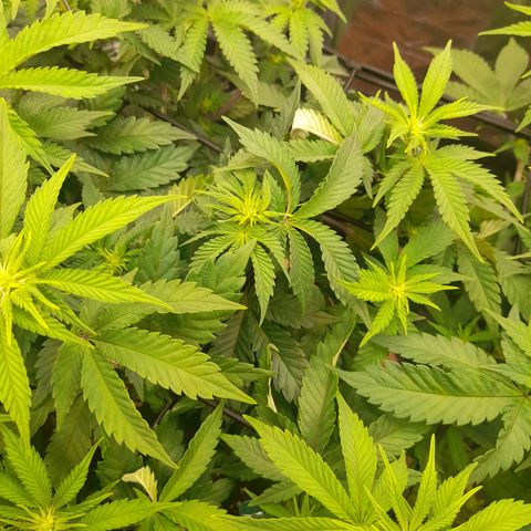 Gorilla Sherbet  growlog timeline photo