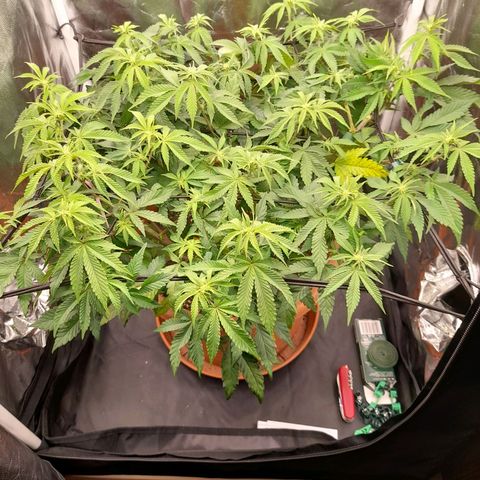 Gorilla Sherbet  growlog timeline photo