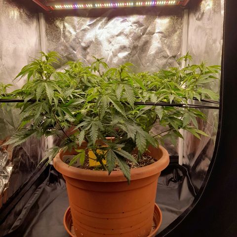 Gorilla Sherbet  growlog timeline photo