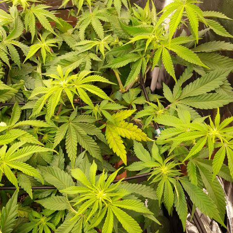 Gorilla Sherbet  growlog timeline photo