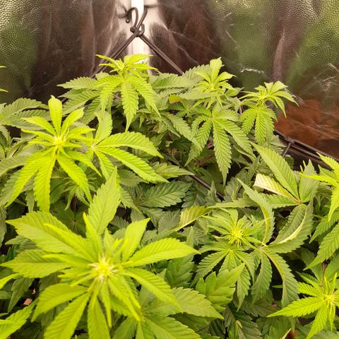 Gorilla Sherbet  growlog timeline photo