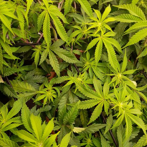 Gorilla Sherbet  growlog timeline photo