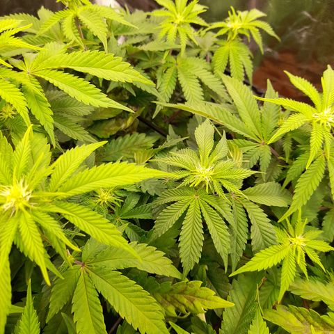 Gorilla Sherbet  growlog timeline photo