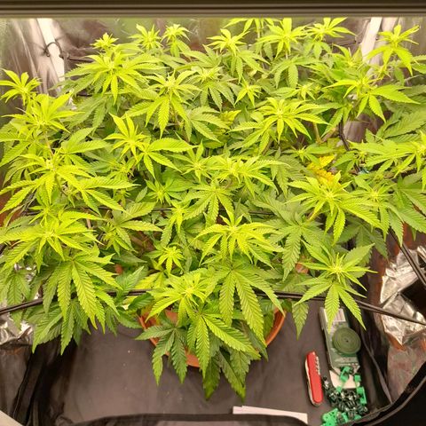 Gorilla Sherbet  growlog timeline photo