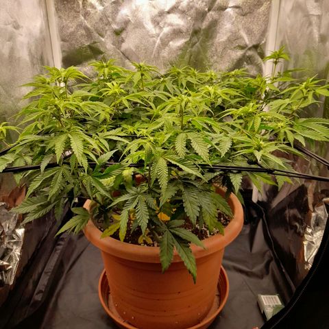 Gorilla Sherbet  growlog timeline photo