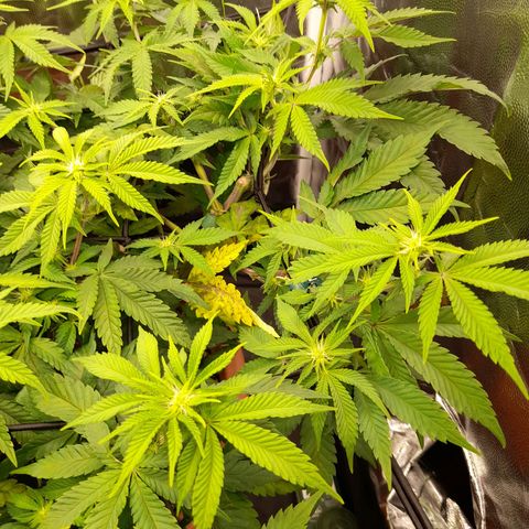 Gorilla Sherbet  growlog timeline photo