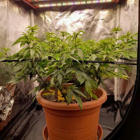 Gorilla Sherbet  growlog timeline photo