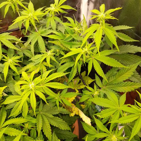 Gorilla Sherbet  growlog timeline photo