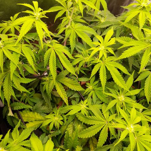 Gorilla Sherbet  growlog timeline photo