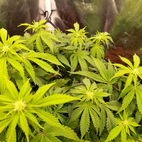 Gorilla Sherbet  growlog timeline photo