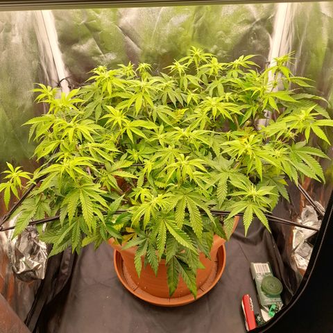 Gorilla Sherbet  growlog timeline photo