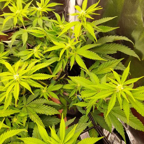 Gorilla Sherbet  growlog timeline photo