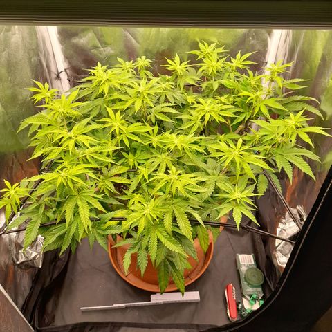 Gorilla Sherbet  growlog timeline photo