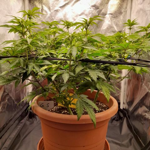 Gorilla Sherbet  growlog timeline photo