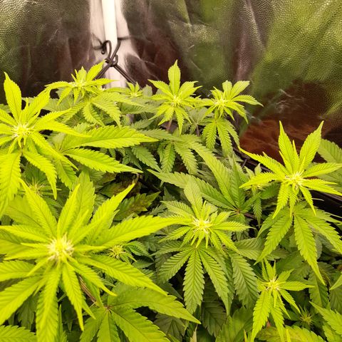 Gorilla Sherbet  growlog timeline photo