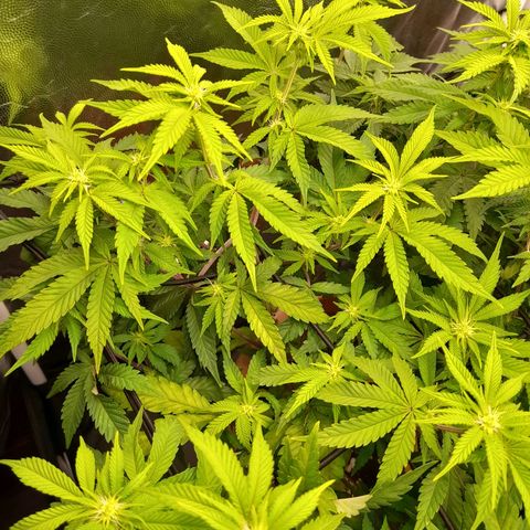 Gorilla Sherbet  growlog timeline photo