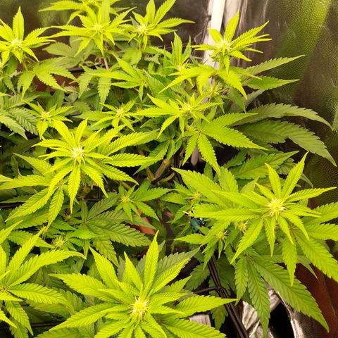 Gorilla Sherbet  growlog timeline photo