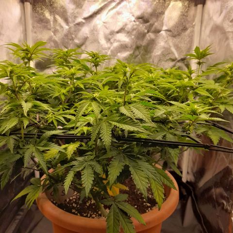 Gorilla Sherbet  growlog timeline photo