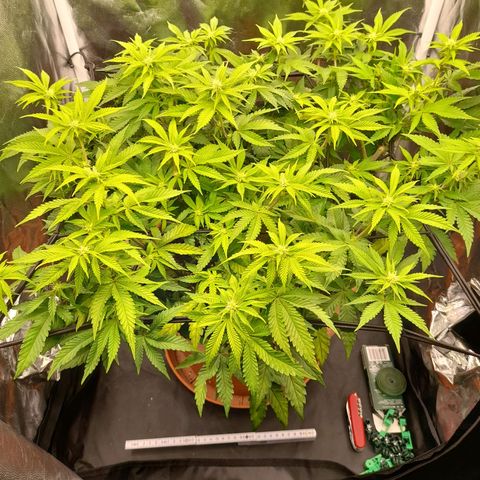 Gorilla Sherbet  growlog timeline photo